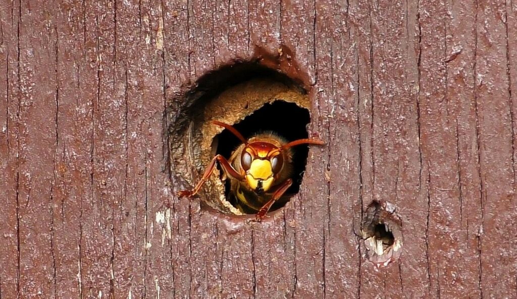 WESPXPERT - Die Wespenexperten für zuverlässigen Schutz vor Wespen & Asiatischen Hornissen