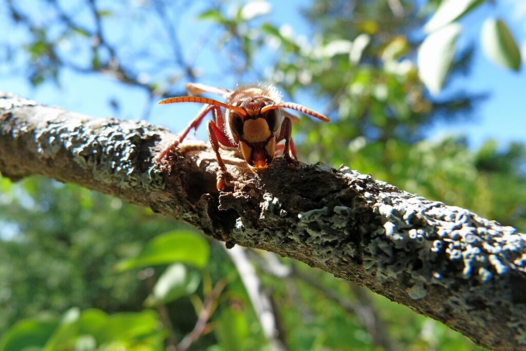 WESPXPERT - Die Wespenexperten für zuverlässigen Schutz vor Wespen & Asiatischen Hornissen