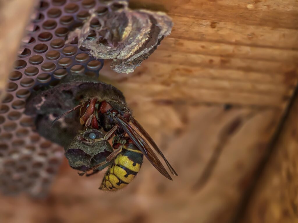 WESPXPERT - Die Wespenexperten für zuverlässigen Schutz vor Wespen & Asiatischen Hornissen